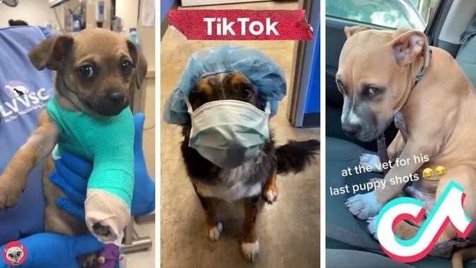 Funny Dogs Reaction To Vet 🐶👨‍⚕️😆 Watch Until The End! 🤣 Animal Funday
