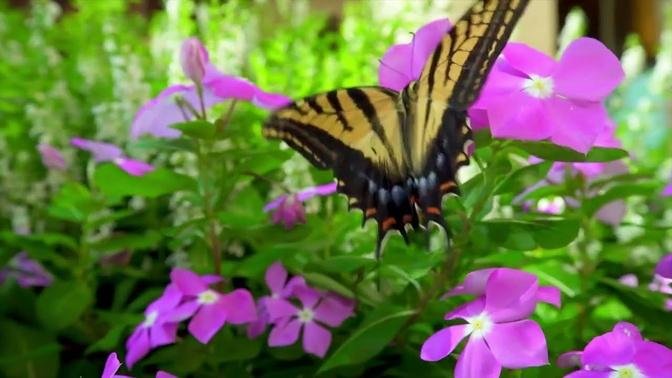 Nature, Beautiful flowerers, Butterflys, and Birdsong, Calm Music