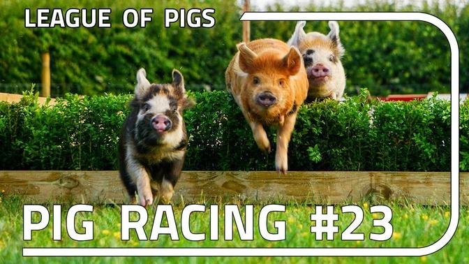  League of Pigs - Season 6 - Round 3!