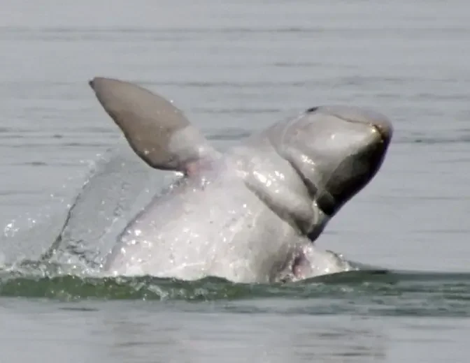 The Cambodian Legend Behind the Resurgence of Irrawaddy Dolphins