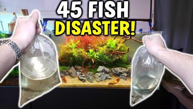 NEAR DISASTER! - Adding 45 Fish To Planted Aquarium
