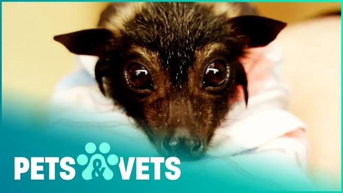 These Fox Bats Are Like Needy Puppies | Wildlife Nannies | Pets & Vets