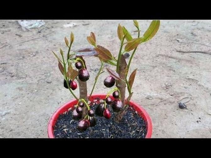 Unique Skill Crafting Java Plum Tree Growing Fast With Banana 20Day ...