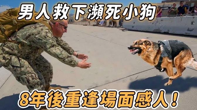 男人救下濒死小狗后，为当兵分离8年，重逢时狗狗的举让人流泪！