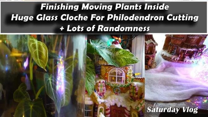 Finishing Moving Plants Indoors || New Cloche For Philodendron || Curtains & Fish Tank