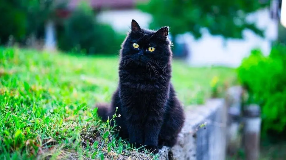 Crows Disturb My Cats' Morning Peace