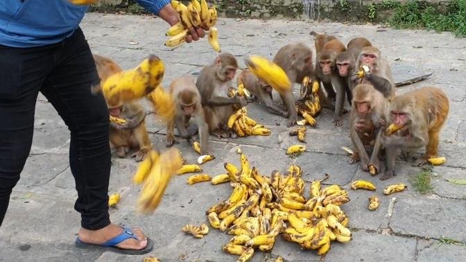 feeding 2 thousand piece banana for whole hungry monkey in city area | feeding banana mango & apple