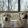 Guide to Golden Retriever Care