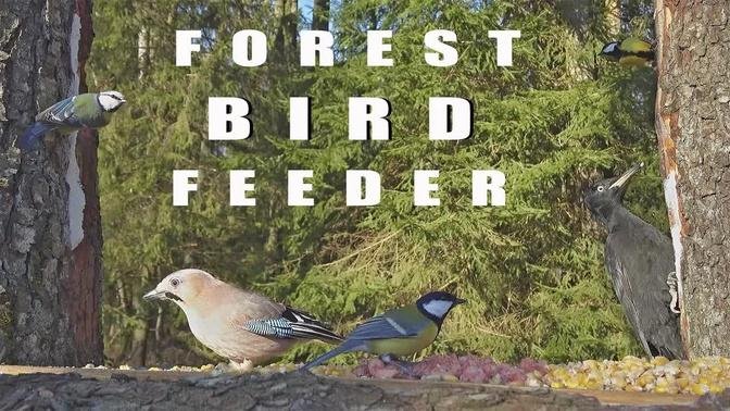 BIRD FEEDER CAMERA 4K in the forest on a sunny day. Bird sounds.