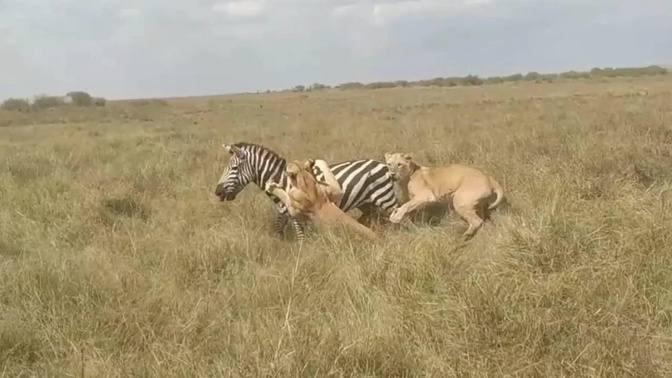 Zebra trying to fight off two lionesses