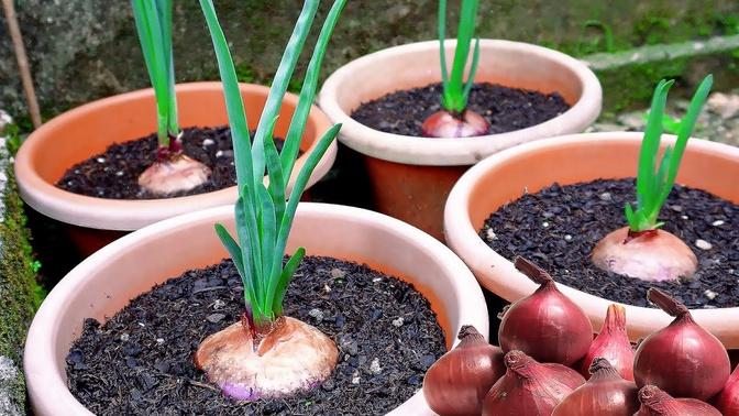 Regrow Big Onions from store-bought Bombay Onions. How to regrow onion from start to end
