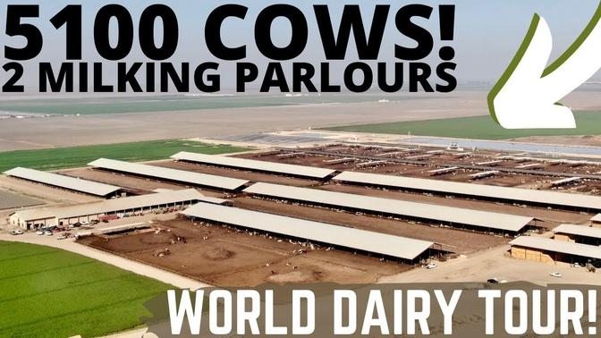 Milking 5100 Holsteins in 2 Double 30 Milking Parlours! (Part 1)
