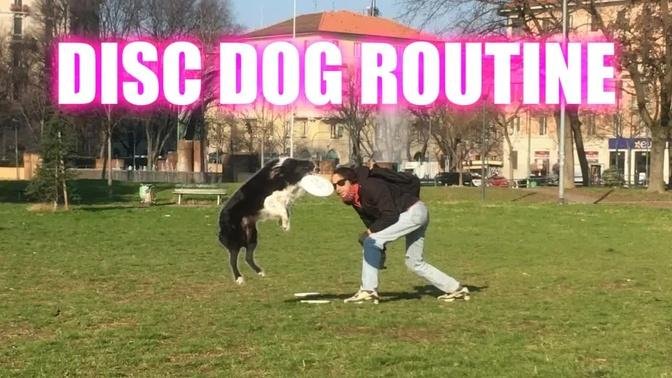 DISC DOG TRAINING routine with my BORDER COLLIES