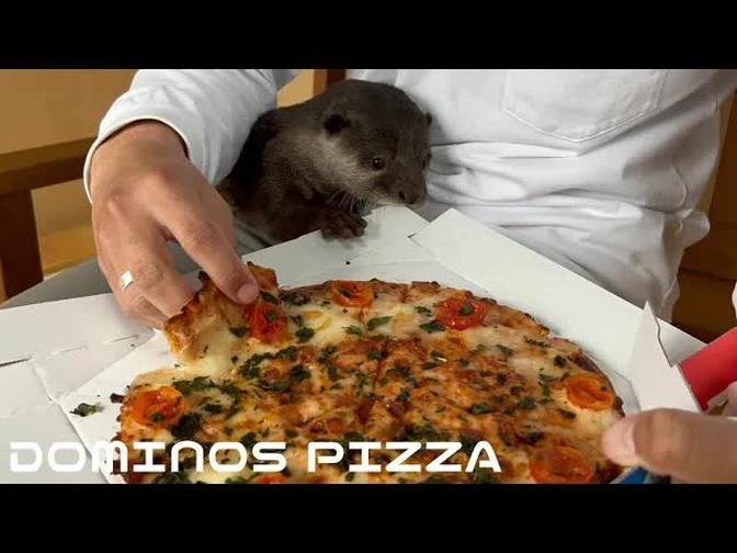カワウソの横でドミノ・ピザ食べたら面白すぎた笑It was too funny to eat domino pizza next to an otter lol