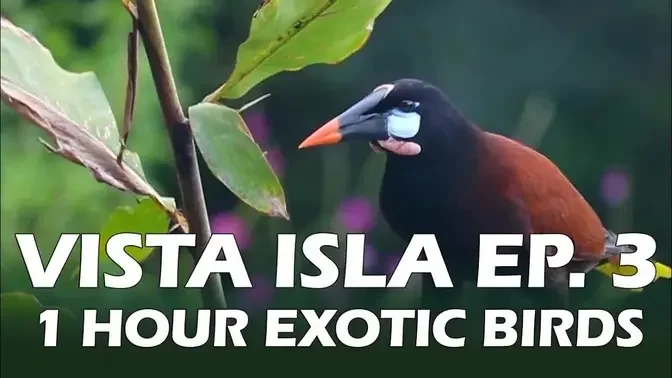 Exotic Birds in Costa Rica:  Vista Isla 3