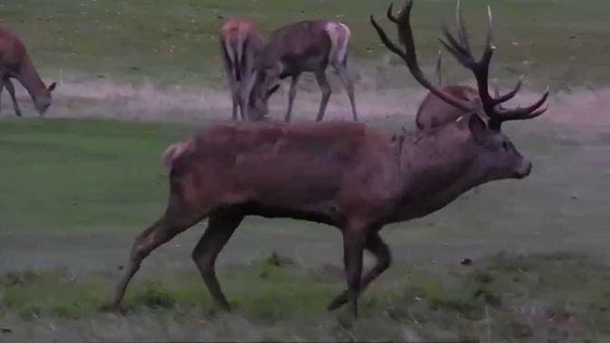 Red Deer Stag & Hinds at Wollaton Park, Nottinghamshire - 23rd October 2014