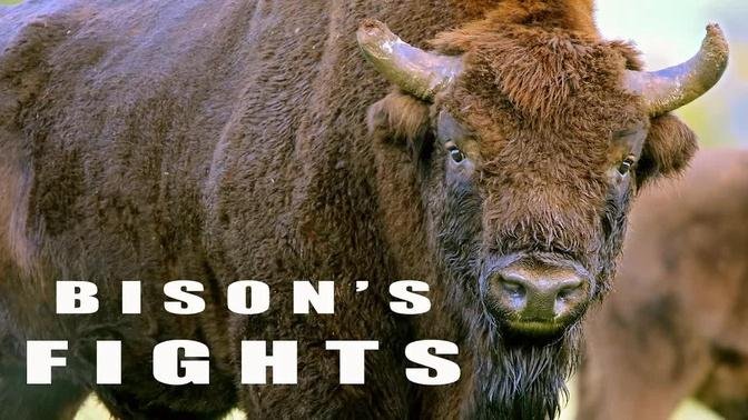 Fighting animals during rutting season. European bison