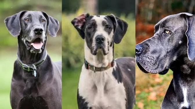 Great dane | Funny and Cute dog video compilation in 2022