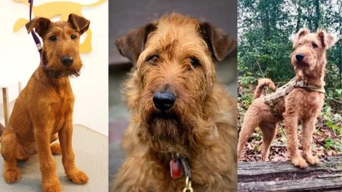Irish Terrier | Funny and Cute dog video compilation in 2022