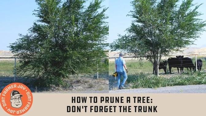 How to Prune a Tree - Don't Forget the Trunk