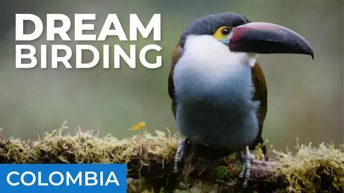 Toucan and Hummingbird Heaven | Colombia Episode 2 | Field Guides