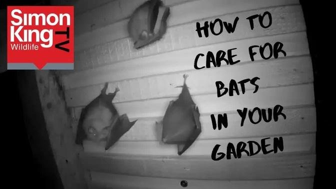 Bat Box Facts