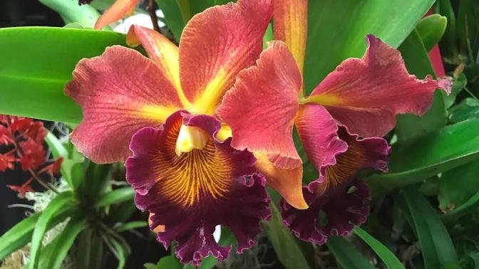 “Orchids Gone Wild “ The Ridge Orchid Society 57th Annual Show And Sale ...