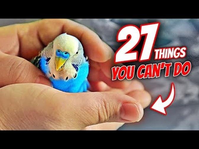 27 Things You Can't do When You Have a Bird