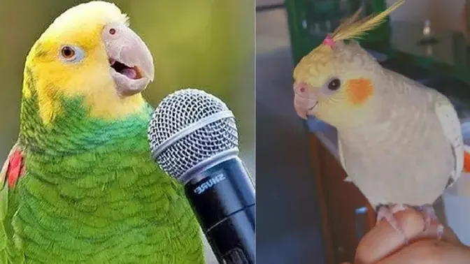FUNNY PARROTS AND CUTE BIRDS VIDEO COMPILATION 🐦🤍 - TRY NOT TO LAUGH!!! |  Funny