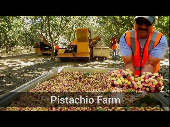 PISTACHIO HARVEST _ ASI ES COMO COSECHAN EL  PISTACHO_PISTACHE_PISTACHIO FARM