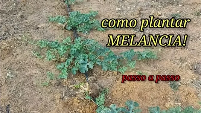 Como Plantar Melancia Passo A Passo Dicas Para Ter Um Bom Desenvolvimento