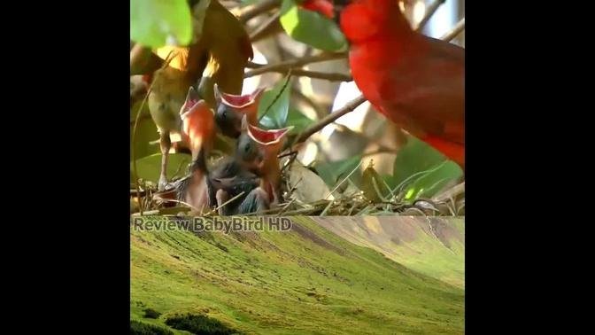bird red Cardinal bird Feed its children well. #birds #nest #bird #birding  #babybird #animals