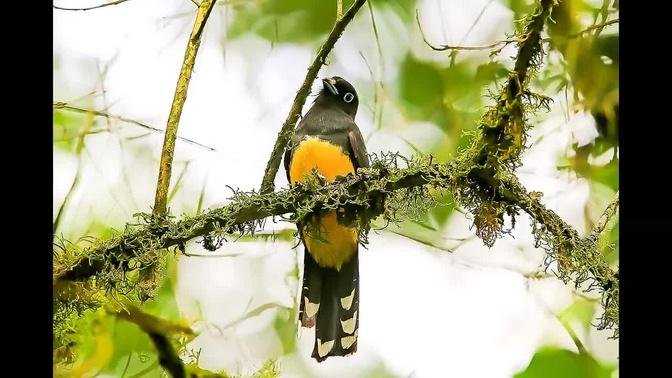 Beautiful Birds Of Costa Rica