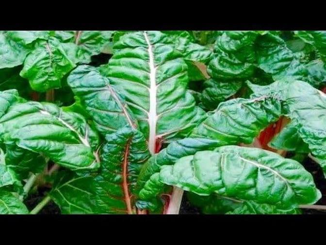 Top 5 Health Benefits Of Swiss Chard 3105