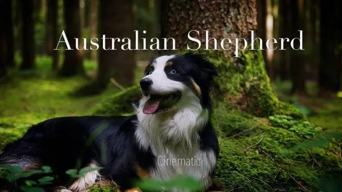 Australian Shepherd Short Film Cinematic | Heartfelt Story of Loyalty and Friendship l 4K