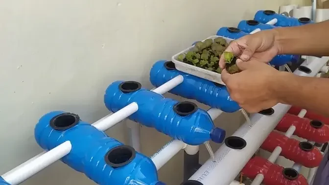 DIY : How to Build Hydroponic System Using Plastic Bottles || Hydroponic farming at home.