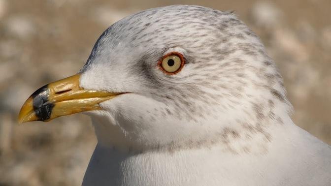 Seagull call sounds, flying | Ring billed gull | Bird