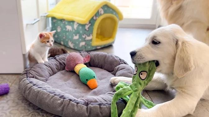 Kitten likes to play with the Golden Retrievers