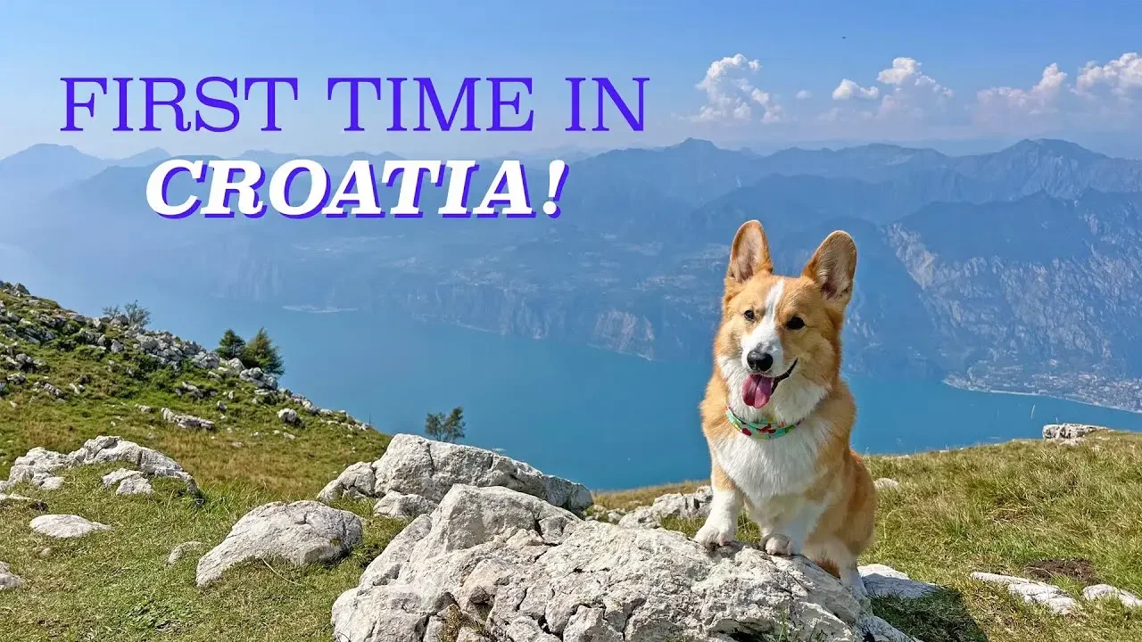 CIAO BELLISSIMO! - Topi the Corgi.