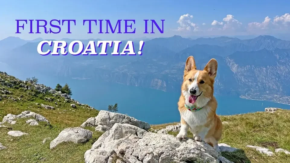 CIAO BELLISSIMO! - Topi the Corgi.