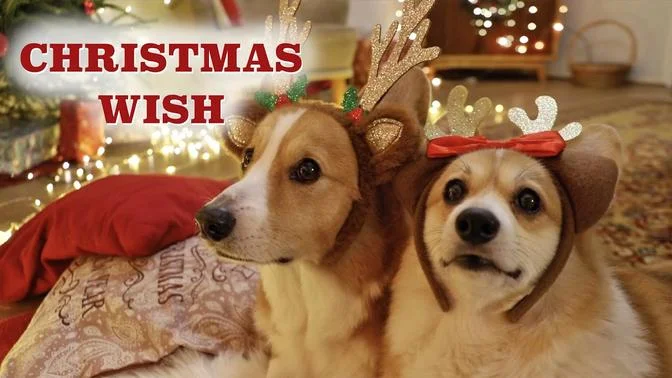 A WISH FOR CHRISTMAS - Topi the Corgi