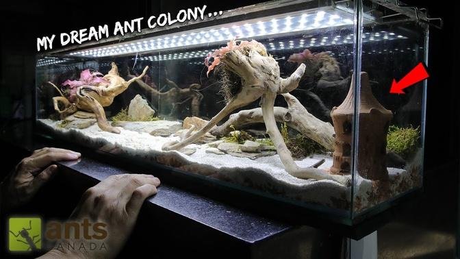 I Made The Coolest Terrarium for My Dream Ant Colony