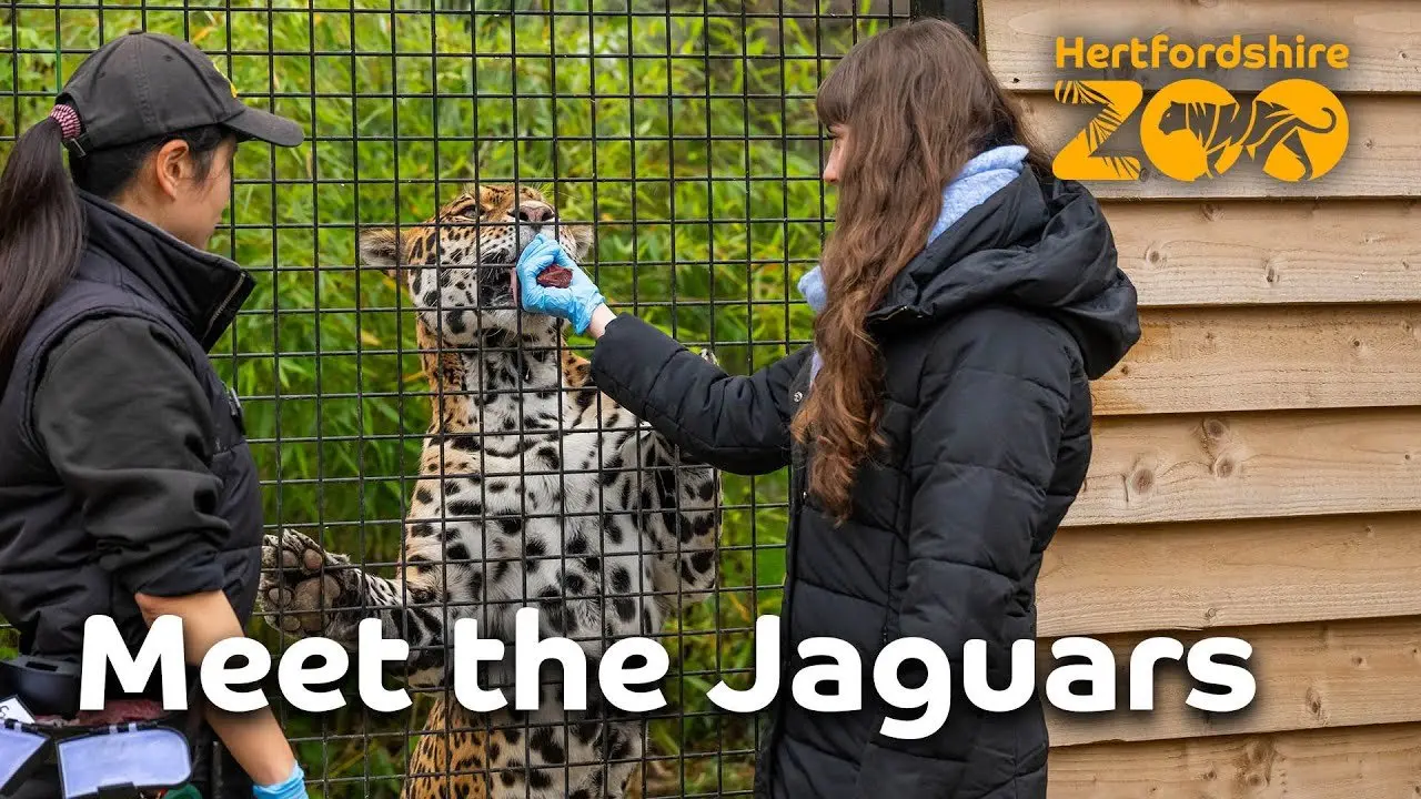 Meet the Jaguars! 🐆