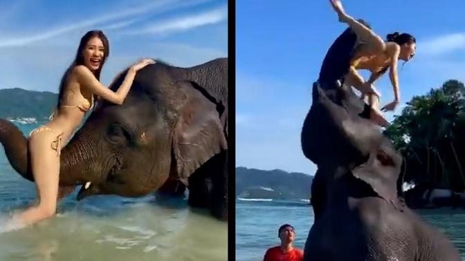 30 OUTRAGEOUS Elephant Moments Caught On Camera!