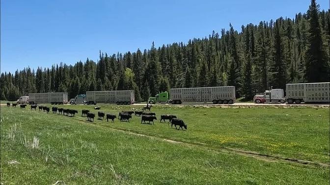 Hauling Cows to Mountain Pastures