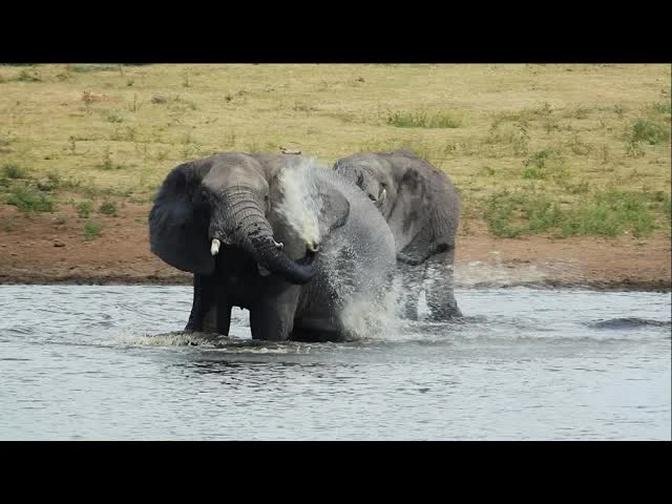 Blissful Nature Moment When Wild African Bush Elephants Start Splashing Water To Cool down