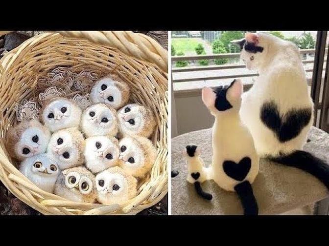 Cute baby animals Videos Compilation cute moment of the animals| Cute Pet & Animal