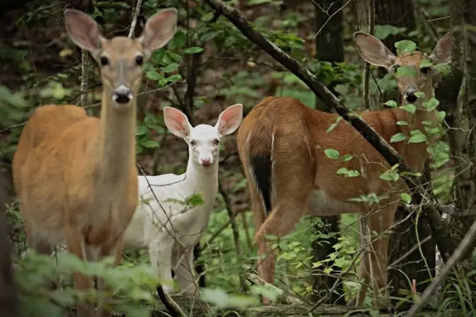 ‘Miraculous’ White Deer Spotted in North Carolina Zoo Grounds