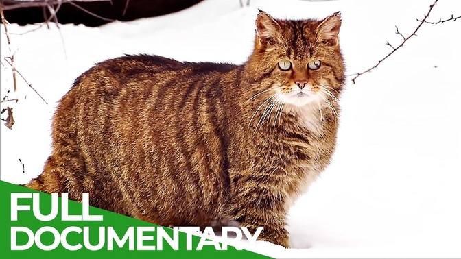 Secrets of the Woods - An Incredible Journey - Part 2 - Free Documentary Nature