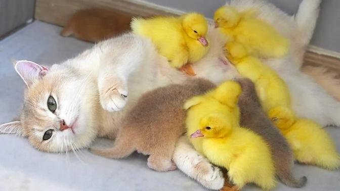 Mom cat also is a mother duck. Ducklings are very clingy to mom cat. Baby kitten live with ducklings